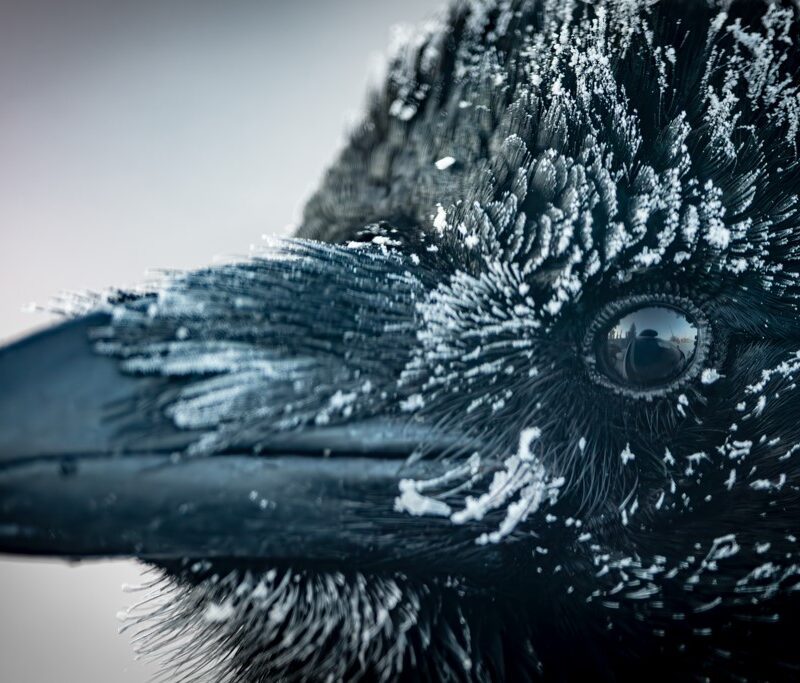 Frost-Kissed Feathers