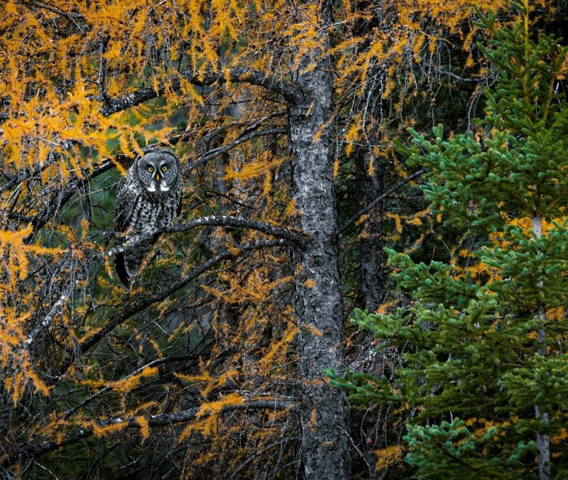 Golden-eyed Guardian