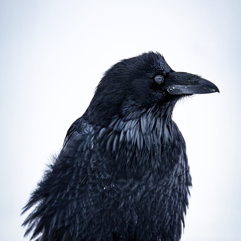 Raven Runway