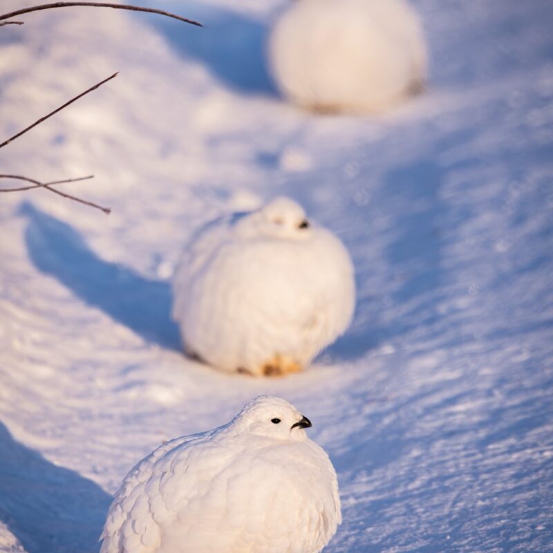 Sunset Duet And A Friend