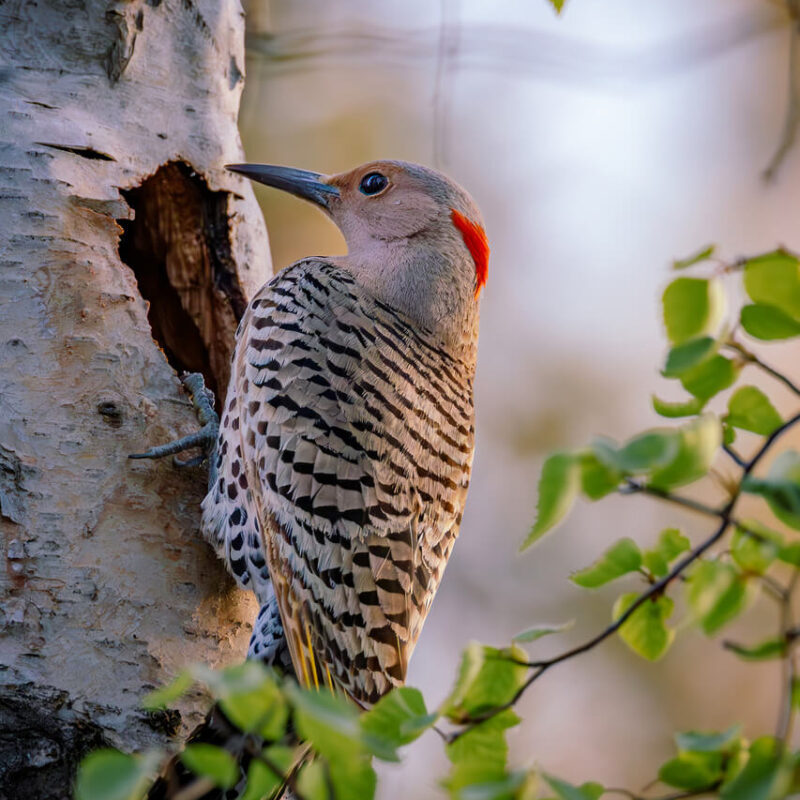 Whispers in the Birch
